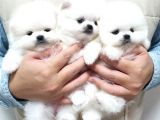 Pomeranian Boo Bebek Surat Yavrularımız