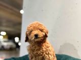 Mini Boy Erkek Dişi Toy Poodle