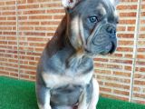 Nadi̇r Bulunan Renklerden Li̇lac Tan Quad Erkek French Bulldog