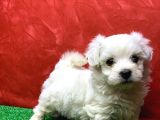 Kar Beyaz Di̇şi̇ Maltese Terrier Yavrumuz