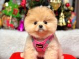Dünya Tatlısı Sevimli Ayıcık Surat Pomeranian Boo