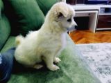Maltese Terrier Son Dişi bebek