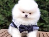 Satılık Pomeranian Boo Teddy Bear Yavrular