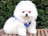 Satılık Pomeranian Boo Teddy Bear Yavrular
