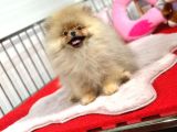 Sevimli Pomeranian Boo Bebeğimiz