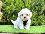 Maltese Terrier Yavrularımız Dişi Ve Erkek