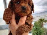 Red brown a kalite toy poodle