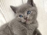 2 aylık çok tatlı ve haraketli erkek kedisi British Shorthair