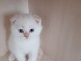 Scotish fort kırık kulak erkek beyaz Yavru Kedi