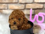 mikrocipli scrli toy poodle yavrular