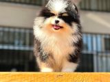 Ender Güzellikte Pomeranian Boo