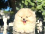 Muhteşem Güzellikte pomeranian bo