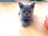 Kedimi Çok Seviyorum British Shorthair