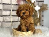 orjinal toy poodle yavrular