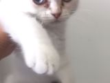 3 aylik beyaz renkli mavi gözlü kediler