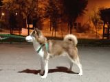 kusursuz sibirya kurdu