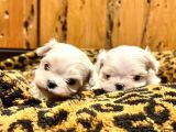 En mini Maltese terrier yavruları