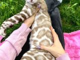 Snow bengal erkek (pet)