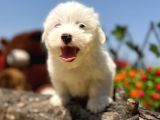 Harika Güzellikte Maltese Terrier Yavrular