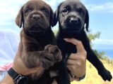 Farklı Renk Seçenekleri ile Sevimli Labrador Yavrular