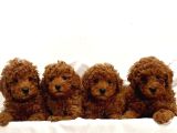TOY POODLE RED BROWN YAVRULAR