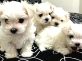 kar beyazı maltese terrier bebekler
