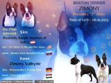 Boston terrier yavru köpekler