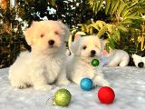 Kar Topu Irk Garantili Maltese Terrier Yavrular