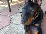 DOBERMAN ERKEK SAFKAN ORJİNAL