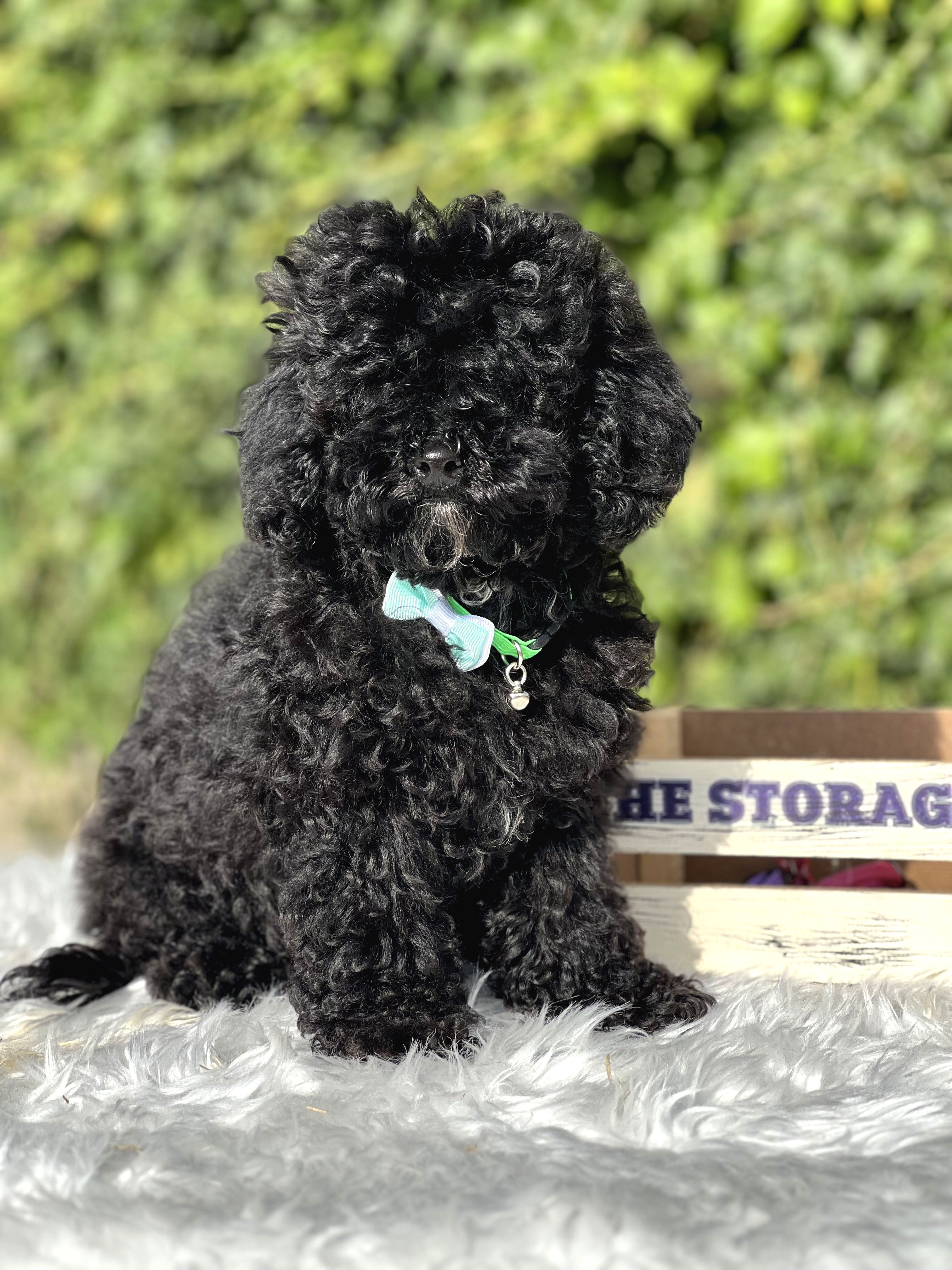 Toy Poodle Ankara
