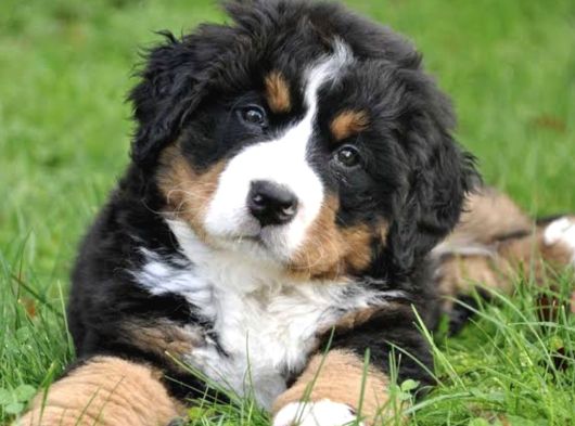 Orjinal Bernese Güzelliği