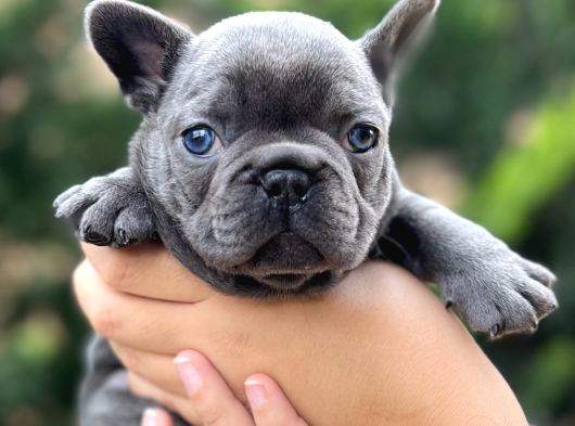 Blue sevdiğimiz doğrudur