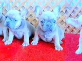 Mavi gözlü fransız bulldog yavrular izmir