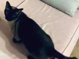 7 yaş erkek, sevgi dolu siyam kedisi