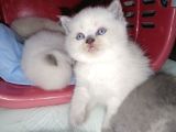 İran kedisi scottish straight kırması