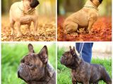 Fransız Bulldog yavru köpekler