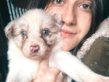 Border Collie Yavrular