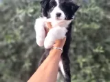 Bordercollie yavrularımız yeni yuvalarını arıyor