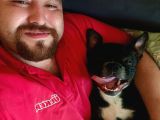 2 Yaşında French Bulldog