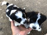 Nadir bulunan Ee Red Border collie yavrularım sahiplerini bekliyor