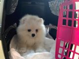 Pomerani̇an Boo Ayi̇ Surat