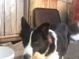 Bir yaşında dişi border collie