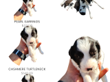 Fiyat Düştü Çok cazip Border Collie SON 1 adet