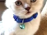 5Aylık Erkek Scottish Fold Bluepoint