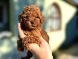 Toy ve Mini Poodle Yavruları