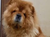 Çin aslani chow chow yetişkin erkek