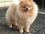 SEVİMLİ YAVRULAR POMERRİAN BOO AYI SURATLI 