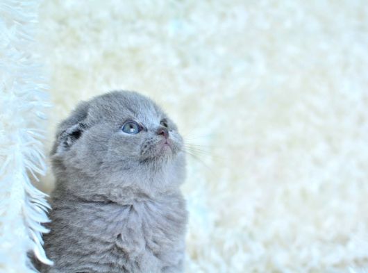 Kucak delisi Gri Scottish Fold Shorthair yavrumuz