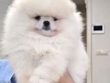 Pomeranian Spitz Yavruları