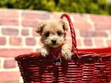 Yeni yuvasını Bekleyen Maltipoo Bebekler
